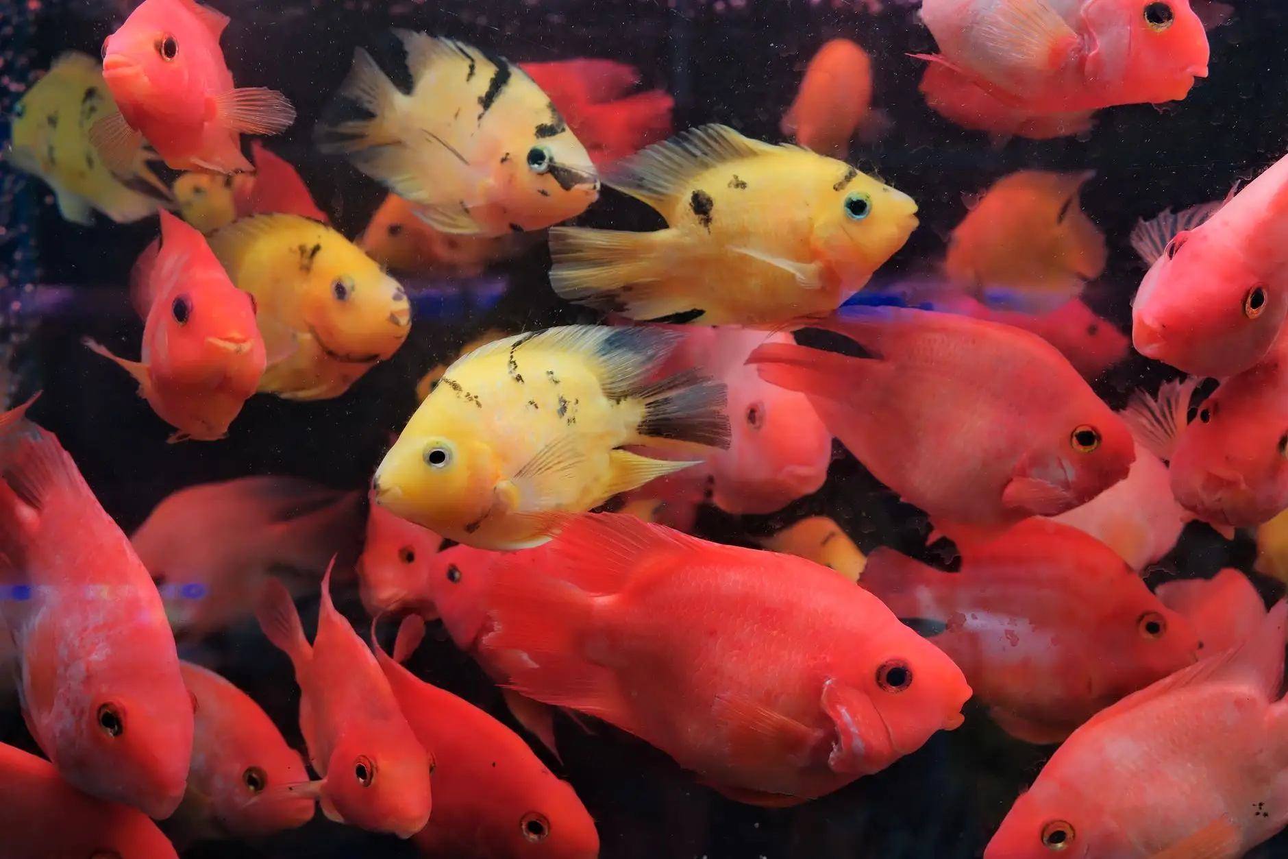 长三角地区教学仪器采购趋势：从基础显微镜到数字恒温箱的升级路径