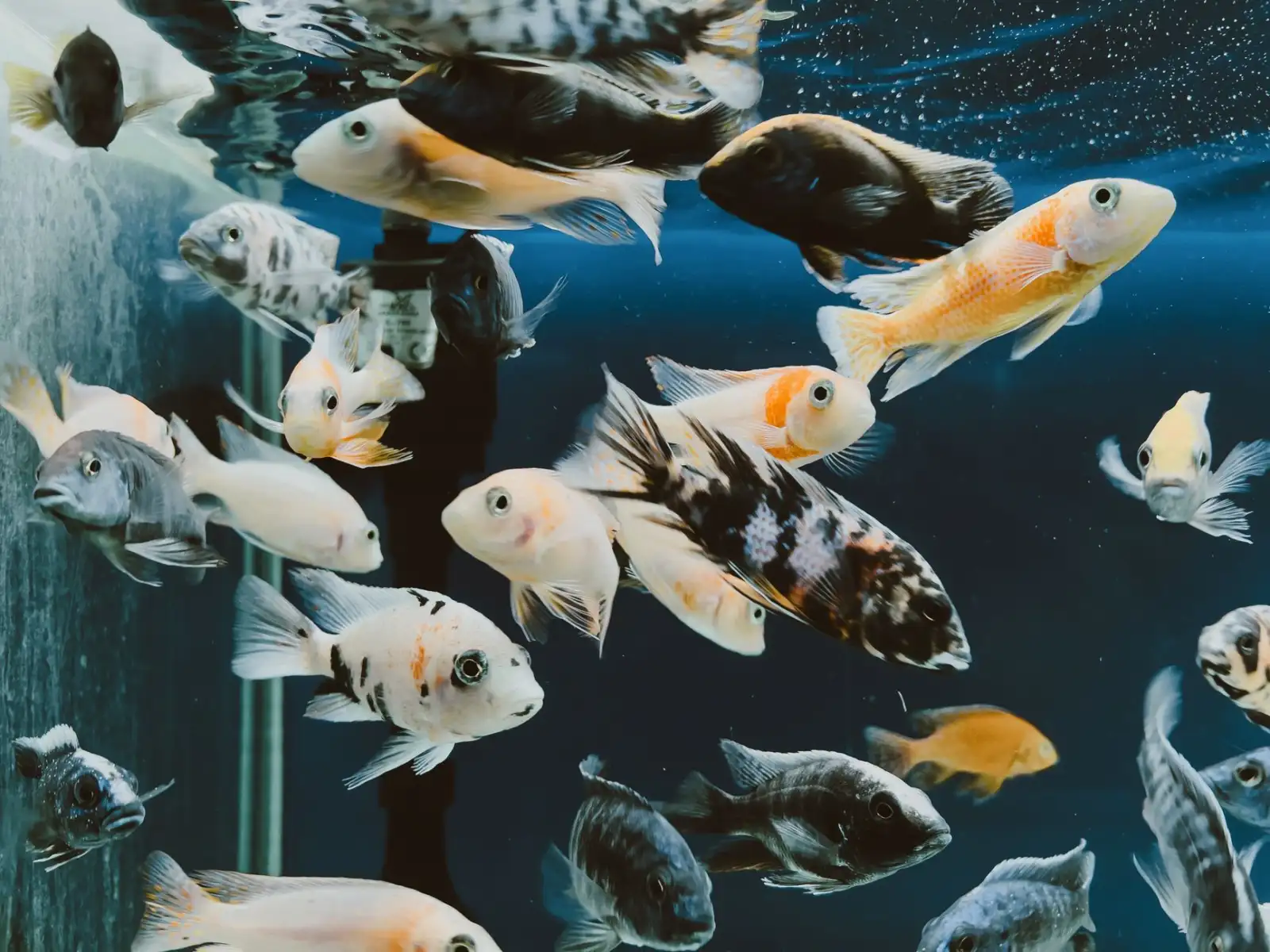 教学显微镜与生物显微镜在生物实验教学中的协同应用解析